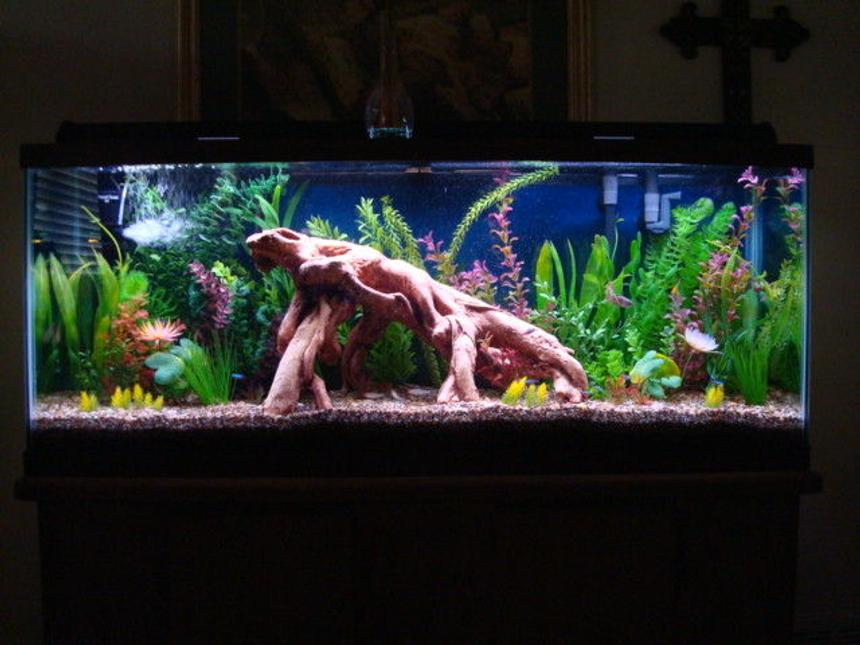 Rated #49: 55 Gallons Freshwater Fish Tank - My new 55 gallon tank with artificial plants and driftwood full view. Please see the additional pictures for close ups of the features of this tank.