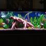 55 gallons freshwater fish tank (mostly fish and non-living decorations) - My new 55 gallon tank with artificial plants and driftwood full view. Please see the additional pictures for close ups of the features of this tank.