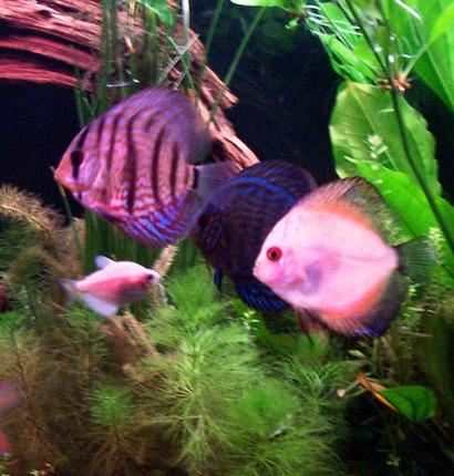 freshwater fish - symphysodon sp. - white discus stocking in 125 gallons tank - my 