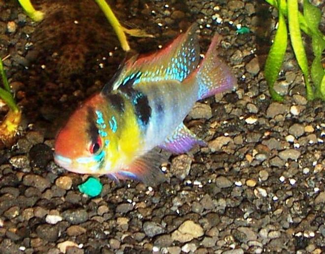freshwater fish - papiliochromis ramirezi - german blue ram stocking in 125 gallons tank - my blue ram