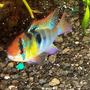 freshwater fish - papiliochromis ramirezi - german blue ram stocking in 125 gallons tank - my blue ram
