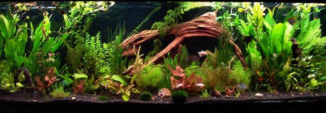 125 gallons planted tank (mostly live plants and fish) - the final product, i am 100% satisfied with the amount of plants i now have as well as quite happy with the lay out and the growth at the moment, please feel free to comment, and or leave any suggestions. 
Brandon