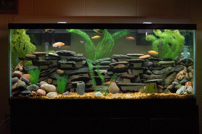 55 gallons freshwater fish tank (mostly fish and non-living decorations) - Current View of my tank
