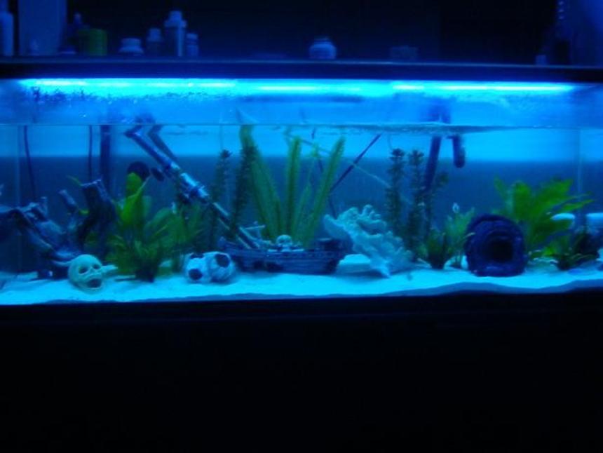 Rated #3233: 60 Gallons Freshwater Fish Tank - My Cichlid Wonderland