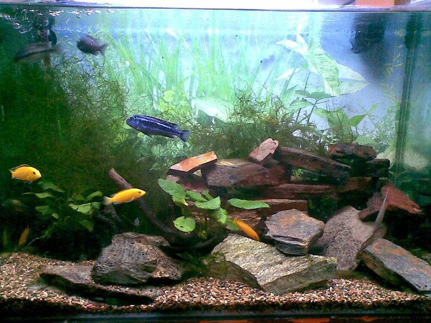 Rated #126: 45 Gallons Planted Tank - This is the latest version of our tank.