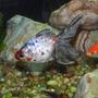freshwater fish - carassius auratus - fantail goldfish stocking in 90 gallons tank - Goldfish