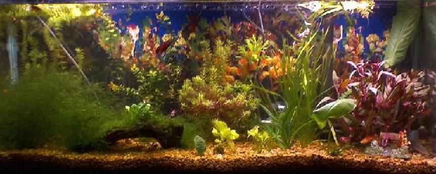 Rated #63: 55 Gallons Planted Tank - 55 gal fry tank 
15 pineapple swordtails
10 guppies
1male betta and two females
gold alga eater
plecko
silver shark