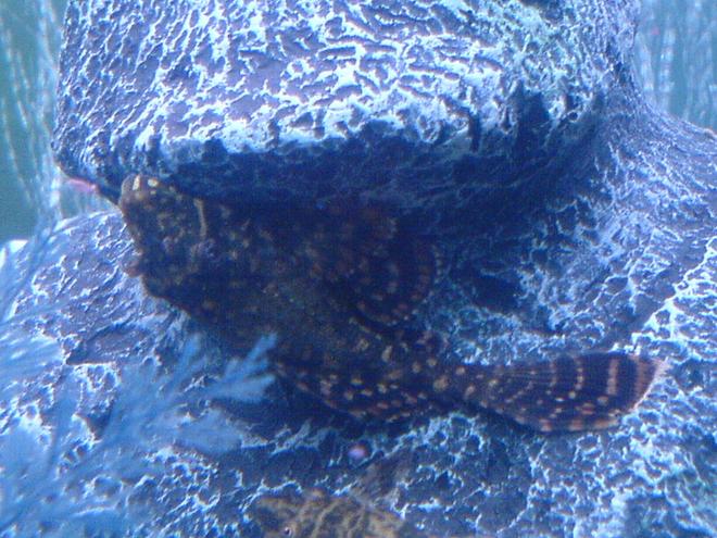 freshwater fish - pterygoplichthys joselimaianus - gold spotted pleco (l-001, l-022) stocking in 52 gallons tank - My plec called Scooby