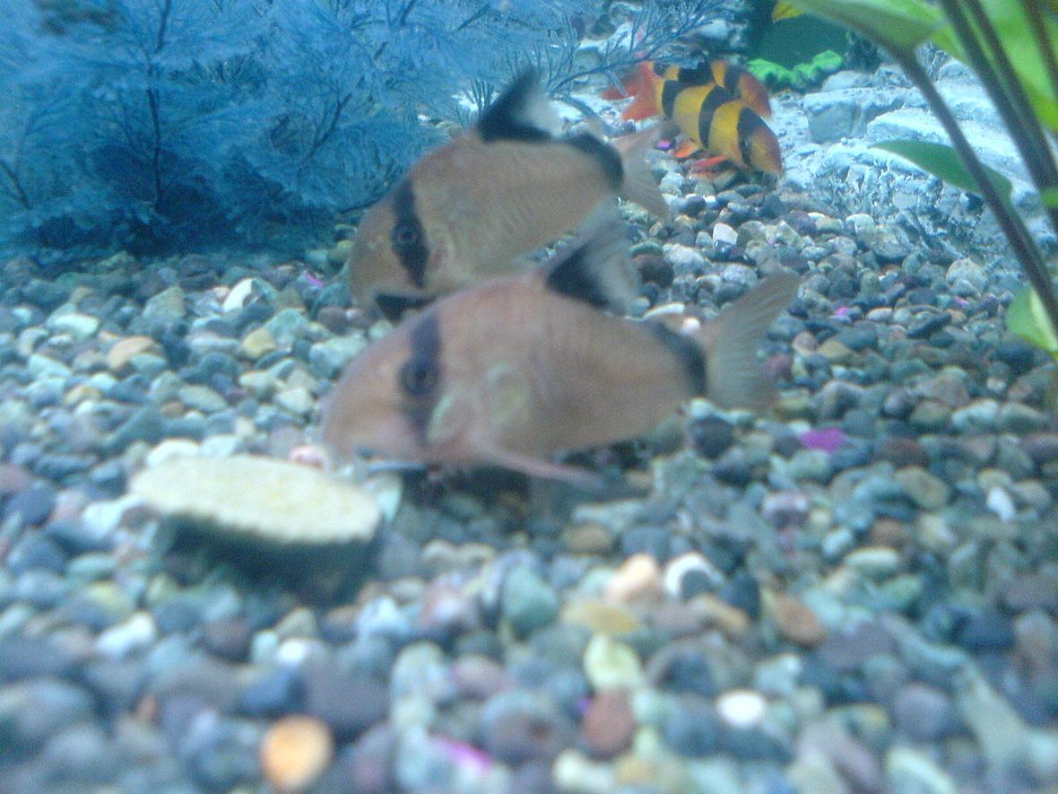 freshwater fish - corydoras panda - panda cory cat stocking in 52 gallons tank - Panda Corydoras