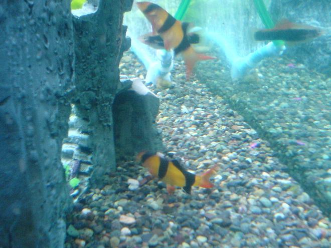 freshwater fish - botia macracantha - clown loach stocking in 52 gallons tank - Little Clown loaches
