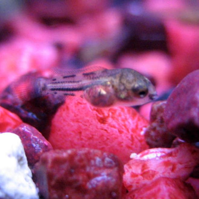freshwater fish - cichlid stocking in 10 gallons tank - 12 Day Old Cichlid Fry