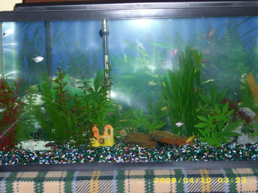 Rated #4029: 33 Gallons Freshwater Fish Tank - my 33g tank,few neon tetras and red eye tetras,pleco, dont know the names of the others need to find that out.fake plants.