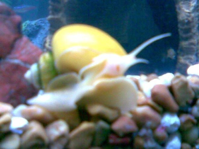 corals inverts - pomacea bridgesii - mystery snail stocking in 125 gallons tank - Mystery Snail