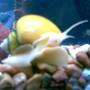 corals inverts - pomacea bridgesii - mystery snail stocking in 125 gallons tank - Mystery Snail