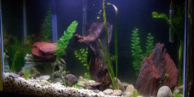 45 gallons planted tank (mostly live plants and fish) - there are both live and fake plants in here