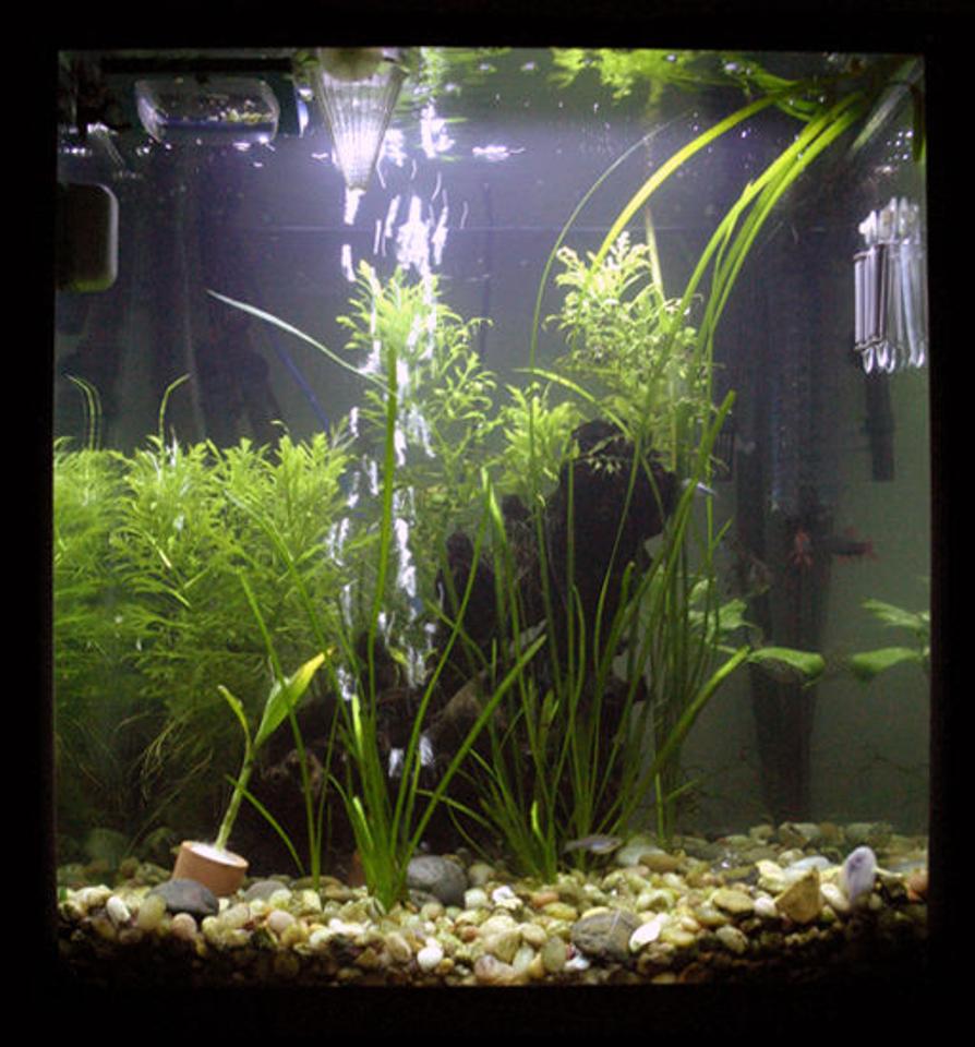 Rated #230: 33 Gallons Planted Tank - This is my tank as of April First 2008