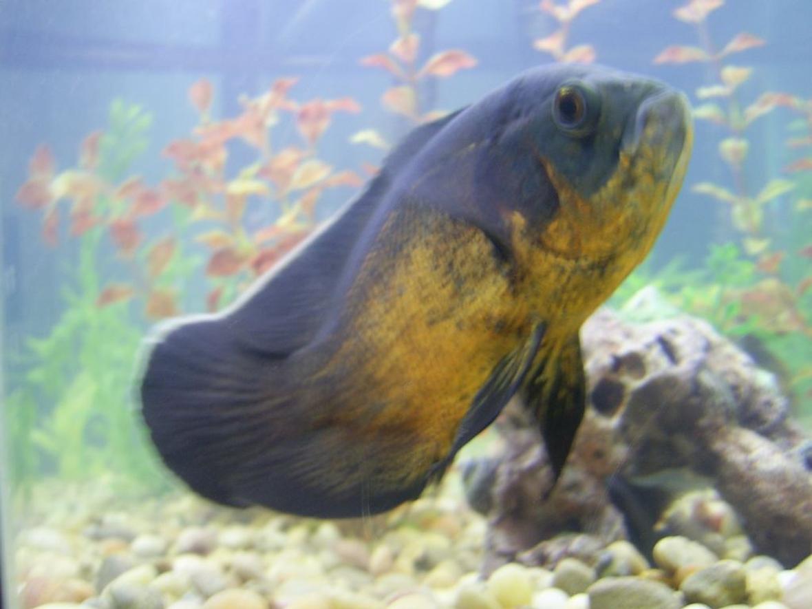 freshwater fish - astronotus ocellatus - red oscar stocking in 55 gallons tank - Red Oscar