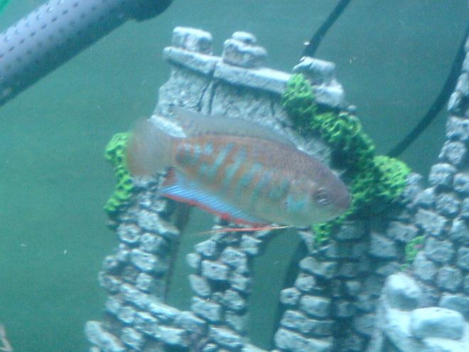 freshwater fish - colisa fasciata - giant gourami stocking in 52 gallons tank - Indian Banned gourami