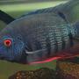 freshwater fish - heros serverus - green severum stocking in 55 gallons tank - Green Severum - angery red