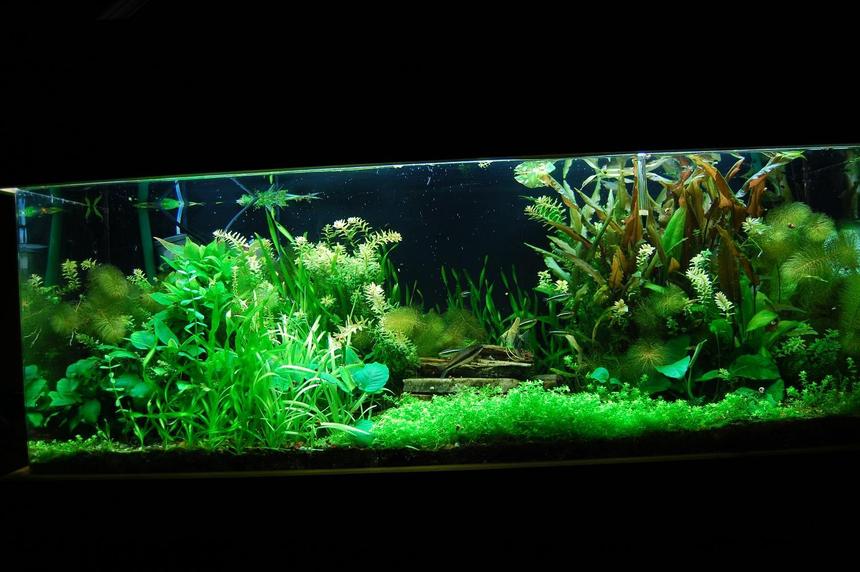 Rated #13: 60 Gallons Planted Tank - 60 Gal. Planted tank with pressurized CO2