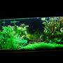60 gallons planted tank (mostly live plants and fish) - 60 Gal. Planted tank with pressurized CO2