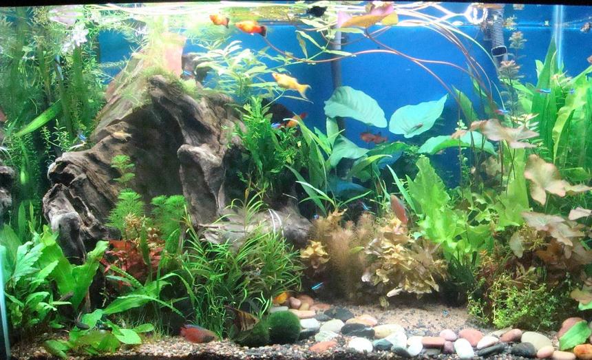 Rated #84: 65 Gallons Planted Tank - This is my first tank.  I am new to this hobby and the tank was set up 3 months ago.  I welcome all comments.