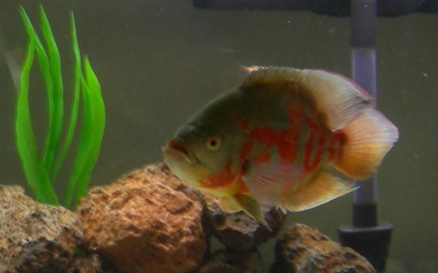 Rated #1096: Freshwater Fish - Astronotus Ocellatus - Albino Oscar Stocking In 75 Gallons Tank - My 12 inch Albino Tiger Oscar