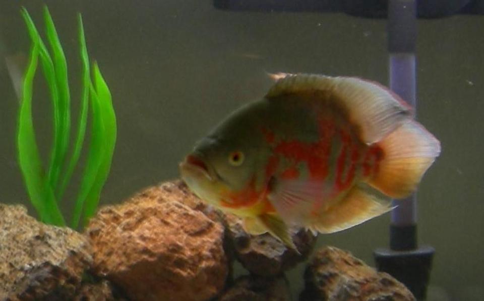freshwater fish - astronotus ocellatus - albino oscar stocking in 75 gallons tank - My 12 inch Albino Tiger Oscar