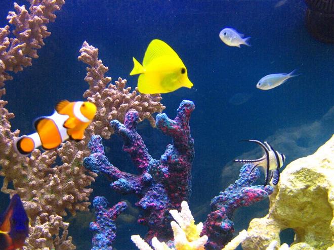 saltwater fish - zebrasoma flavescens - yellow tang - hawaii stocking in 105 gallons tank - Amphiprion Ocellaris-Zebrasoma Flavescens-Chromis Viridis-Apogon Kauderni