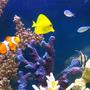 saltwater fish - zebrasoma flavescens - yellow tang - hawaii stocking in 105 gallons tank - Amphiprion Ocellaris-Zebrasoma Flavescens-Chromis Viridis-Apogon Kauderni