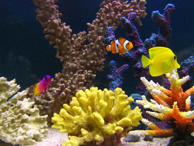 saltwater fish - zebrasoma flavescens - yellow tang - hawaii stocking in 105 gallons tank - Nemo with his friends.  But where is Dory ?