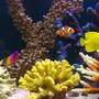 saltwater fish - zebrasoma flavescens - yellow tang - hawaii stocking in 105 gallons tank - Nemo with his friends. But where is Dory ?