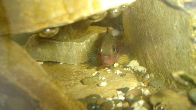 freshwater fish stocking in 70 gallons tank - ponte