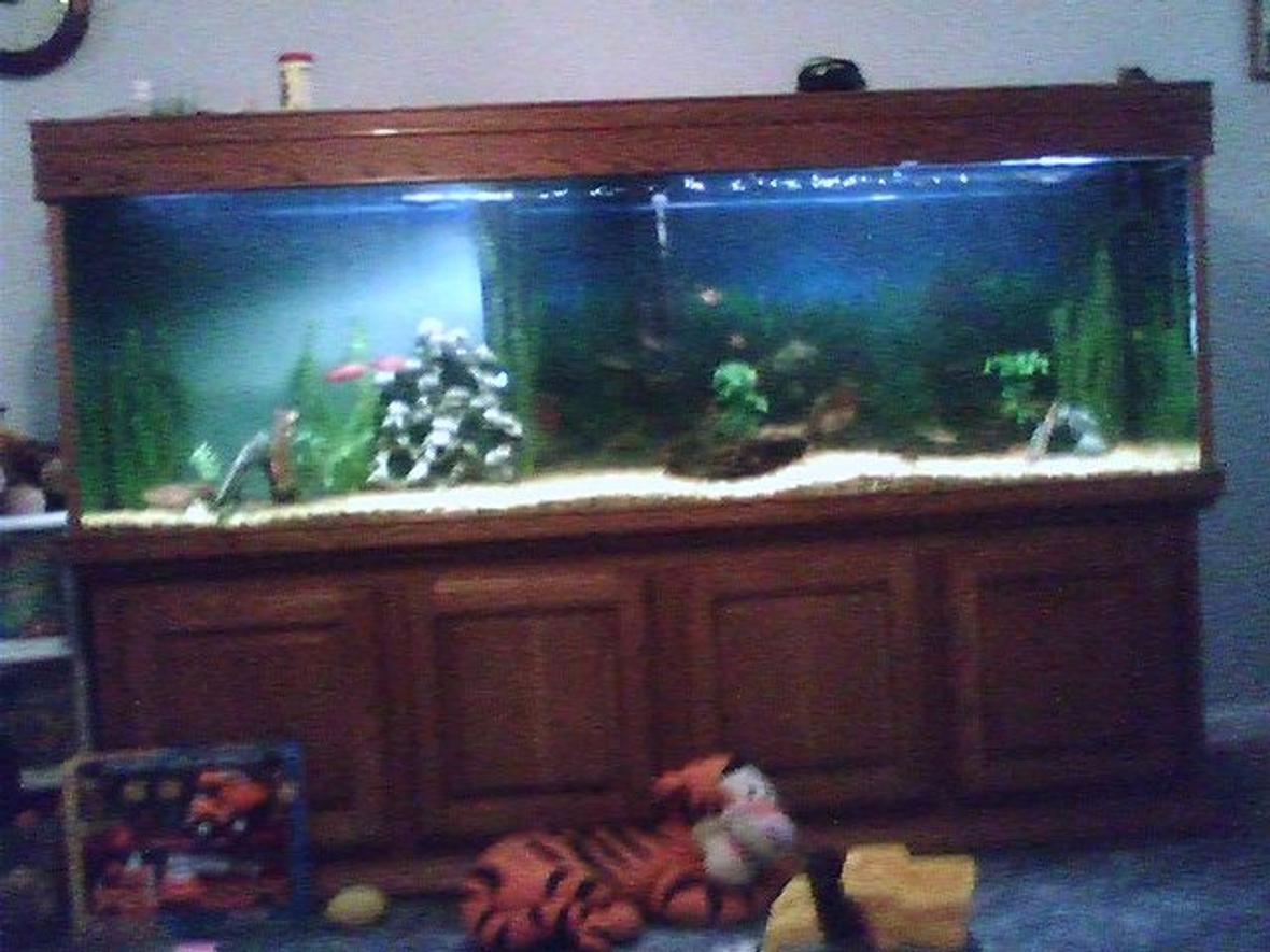 225 gallons freshwater fish tank (mostly fish and non-living decorations) - 220 gallon tank