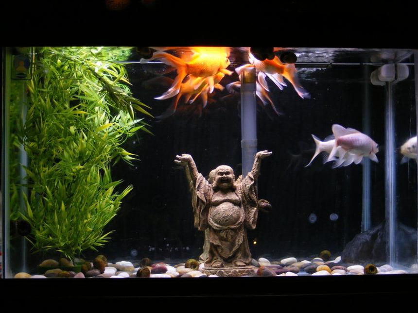 Rated #3681: 29 Gallons Freshwater Fish Tank - 29 gallon temp tank of 3 goldfish. Plastic bamboo plant with a buddha and some river rocks scattered on the bottom. Mirrored background is a little messed up but the tank was free from freecycle so no complaints from me.