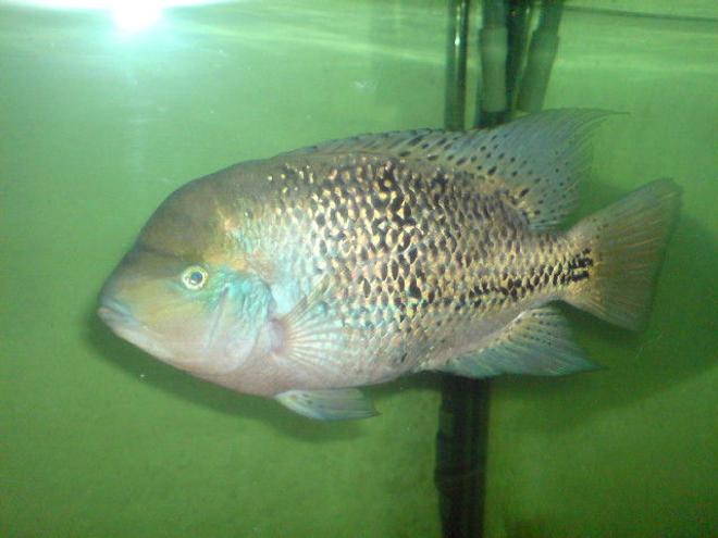 freshwater fish - vieja synspilum stocking in 150 gallons tank - my synspilum