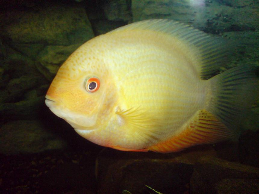Rated #101: Freshwater Fish - Heros Serverus - Gold Severum Stocking In 150 Gallons Tank - my gold sevrum