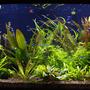 190 gallons planted tank (mostly live plants and fish) - aquarium 3 month old