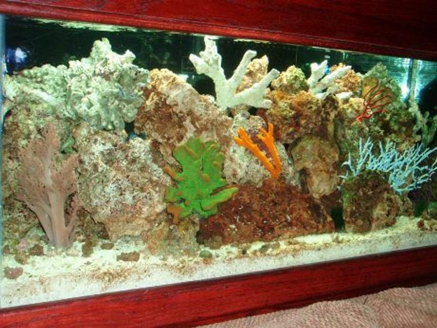 Rated #212: 75 Gallons Reef Tank - Our tank--- hopefully ya'll like it as much as we do!