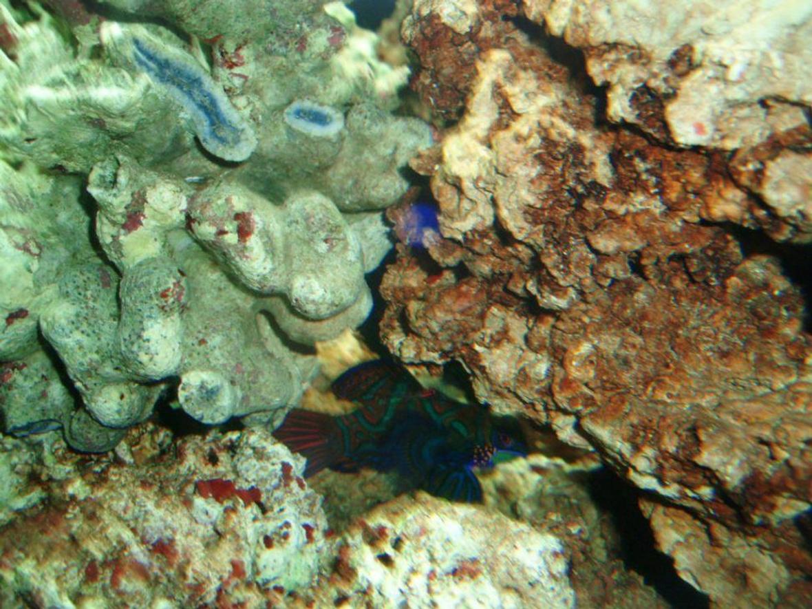 saltwater fish - synchiropus splendidus - green mandarin stocking in 75 gallons tank - Our Goby