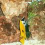 saltwater fish - siganus unimaculatus - one spot foxface stocking in 75 gallons tank - Our Foxface