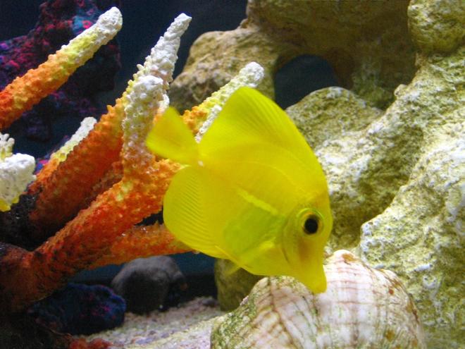 saltwater fish - zebrasoma flavescens - yellow tang - hawaii stocking in 105 gallons tank - Zebrasoma Flavescens