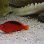 saltwater fish - neocirrhitus armatus - flame hawkfish stocking in 105 gallons tank - Armatus