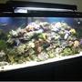 55 gallons reef tank (mostly live coral and fish) - 55 gallon tank