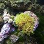 corals inverts - briareum sp. - starburst polyp stocking in 55 gallons tank - Green Star Polyp