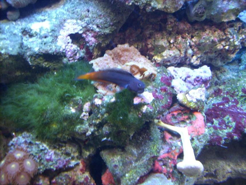 Rated #93: Saltwater Fish - Ecsenius Bicolor - Bicolor Blenny Stocking In 55 Gallons Tank - Bicolor Blenny