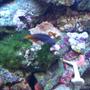 saltwater fish - ecsenius bicolor - bicolor blenny stocking in 55 gallons tank - Bicolor Blenny