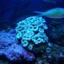 corals inverts - caulastrea furcata - candy cane coral stocking in 55 gallons tank - Coral (Sorry Don't Know the Name)