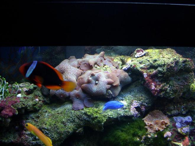 55 gallons saltwater fish tank (mostly fish, little/no live coral) - Coral and Fish