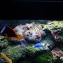 55 gallons saltwater fish tank (mostly fish, little/no live coral) - Coral and Fish